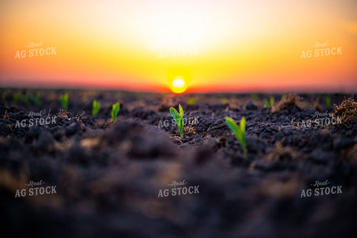 Corn Emerges from Ground at Sunset 136028