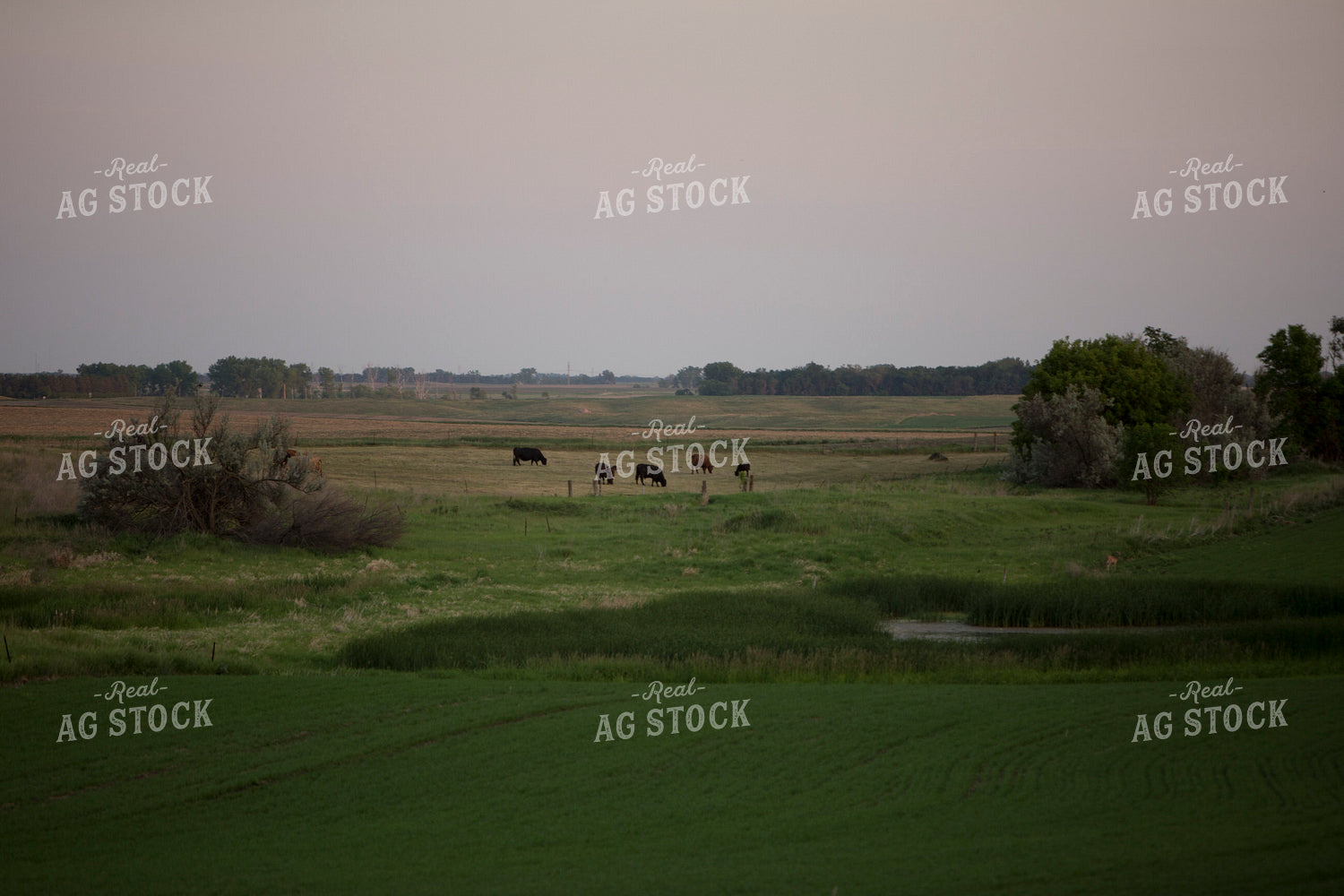 Cattle 1712