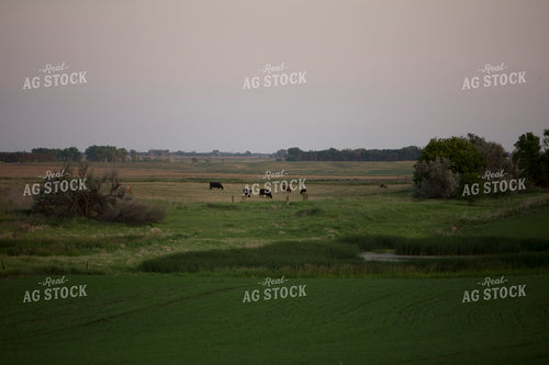 Cattle 1712