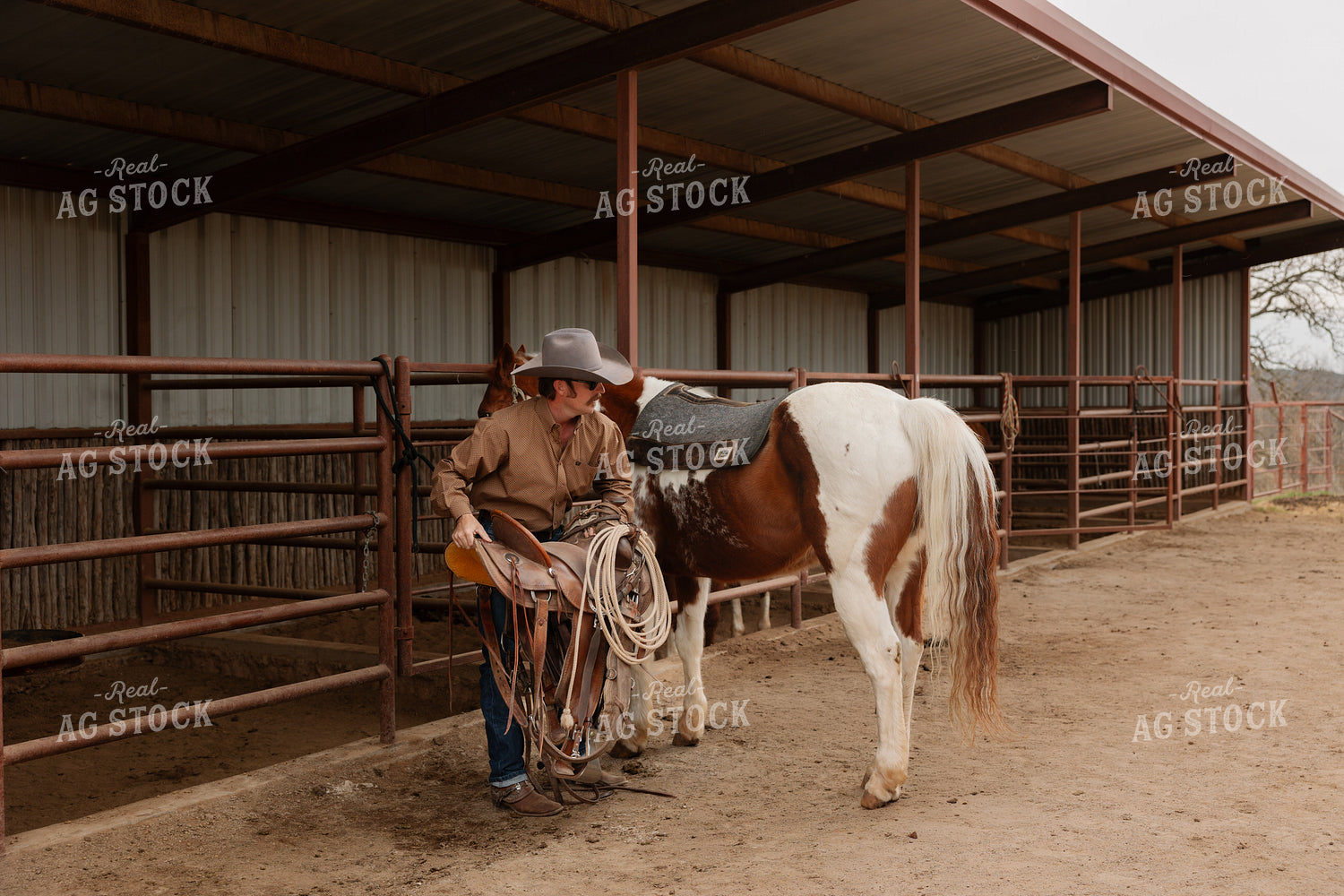 Saddling Horse 205124