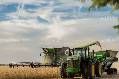 Soybean Harvest 93334