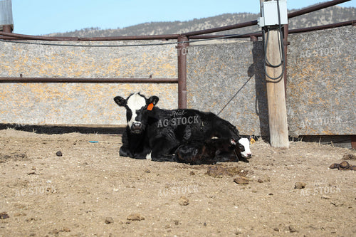 White Faced Cow Calf Pair 117169