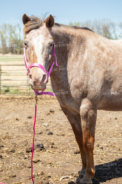 Horse 155581
