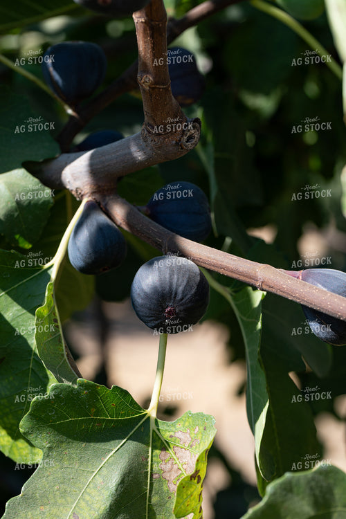 Fig Tree 276052