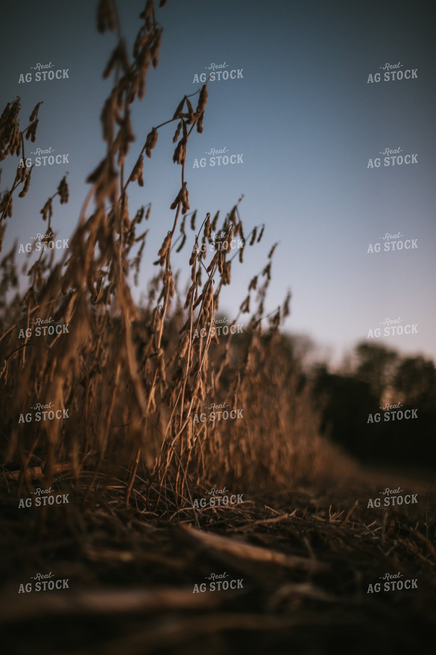 Soybean Field at Harvest at Dusk 5181