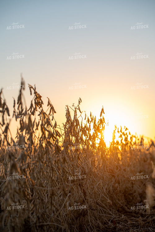 Dried Soybeans 236027