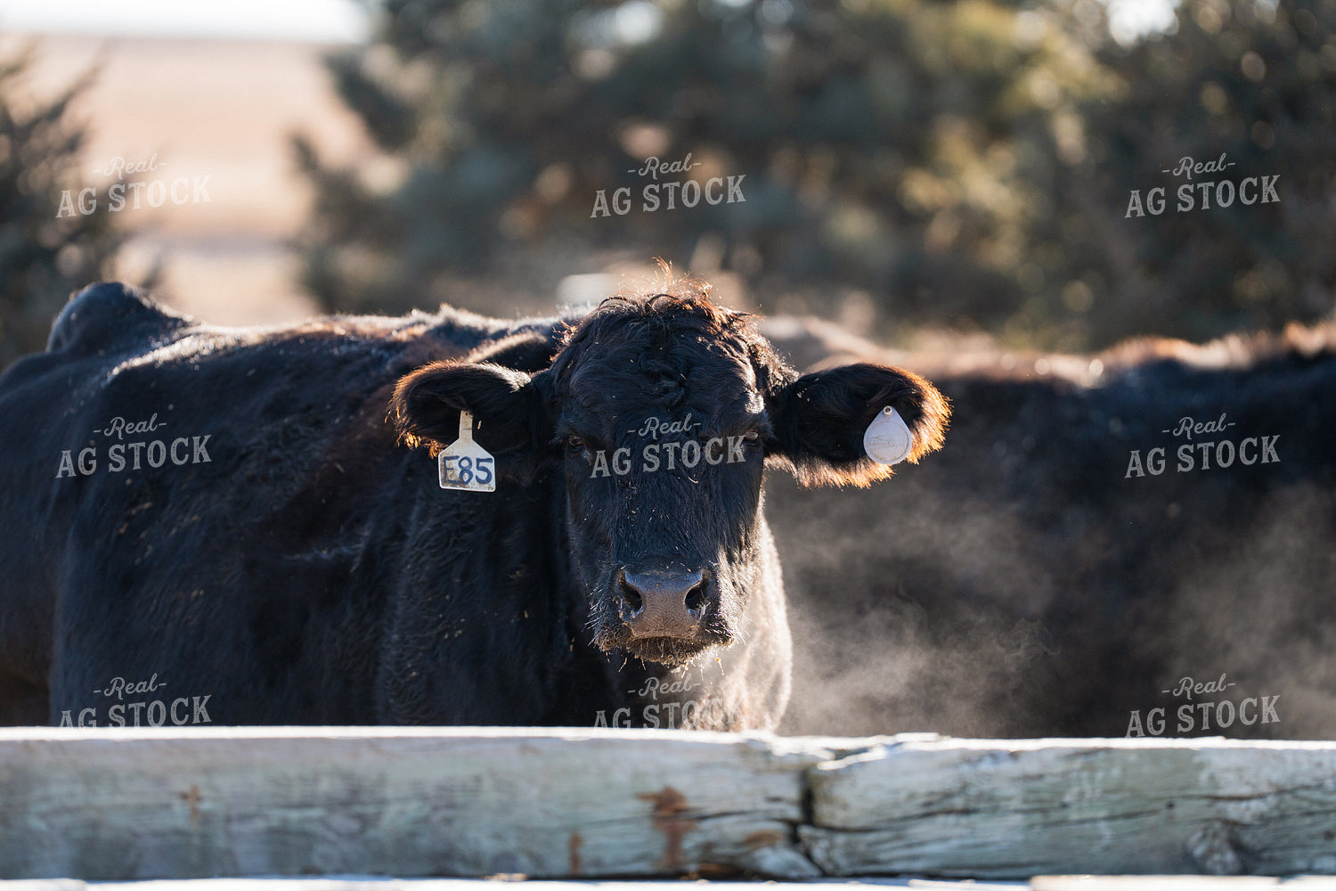 Angus Cattle 68307