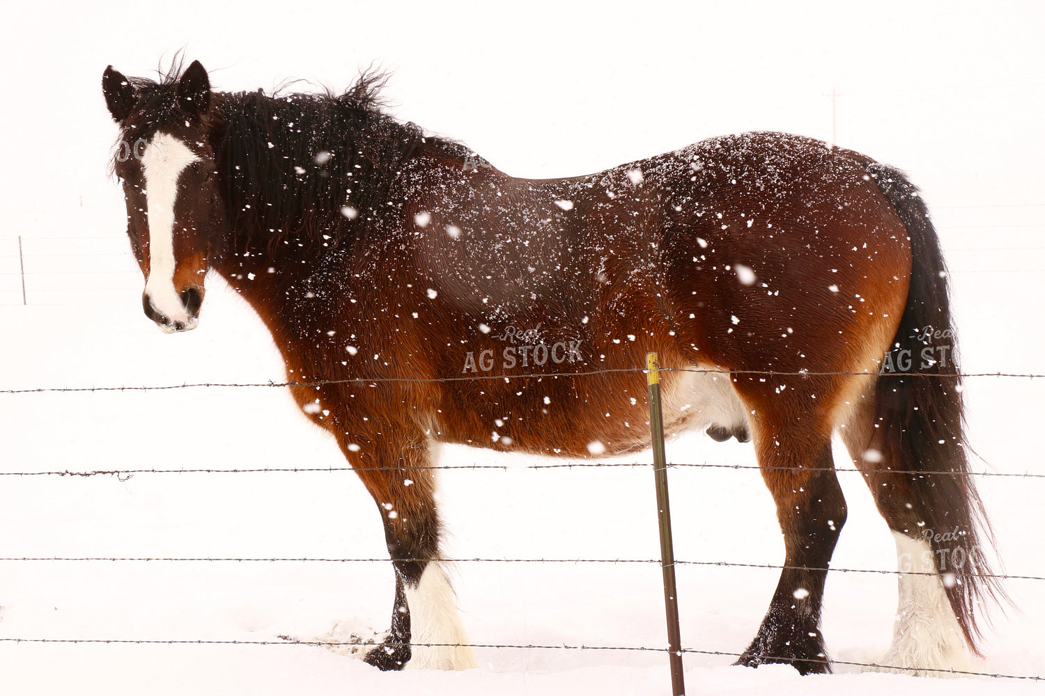 Horse in Snow 299232