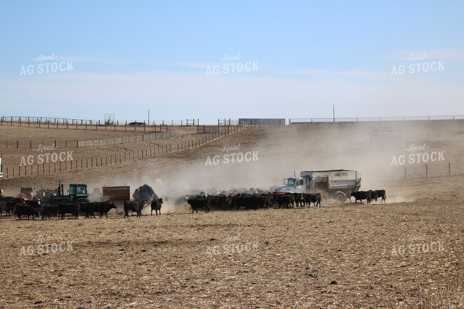 Feeding Cattle 82367