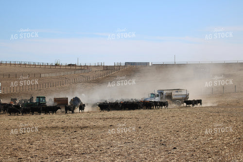 Feeding Cattle 82367