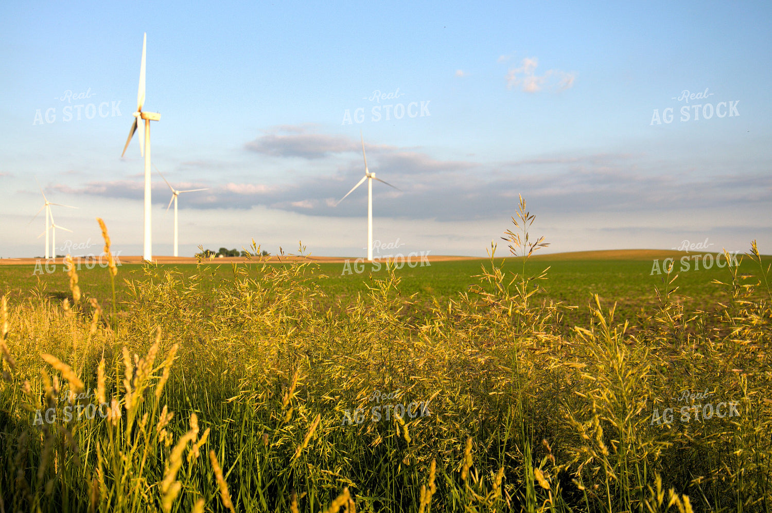 Scenic Summer Landscape 277000