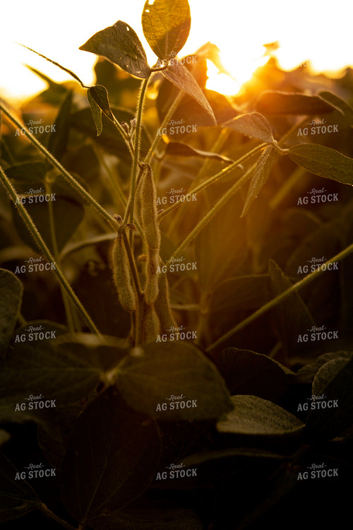 Soybeans - Mid-Season 4910