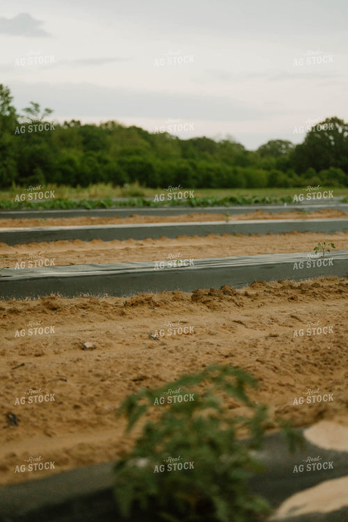 Tomatoes in Plasticulture 125248