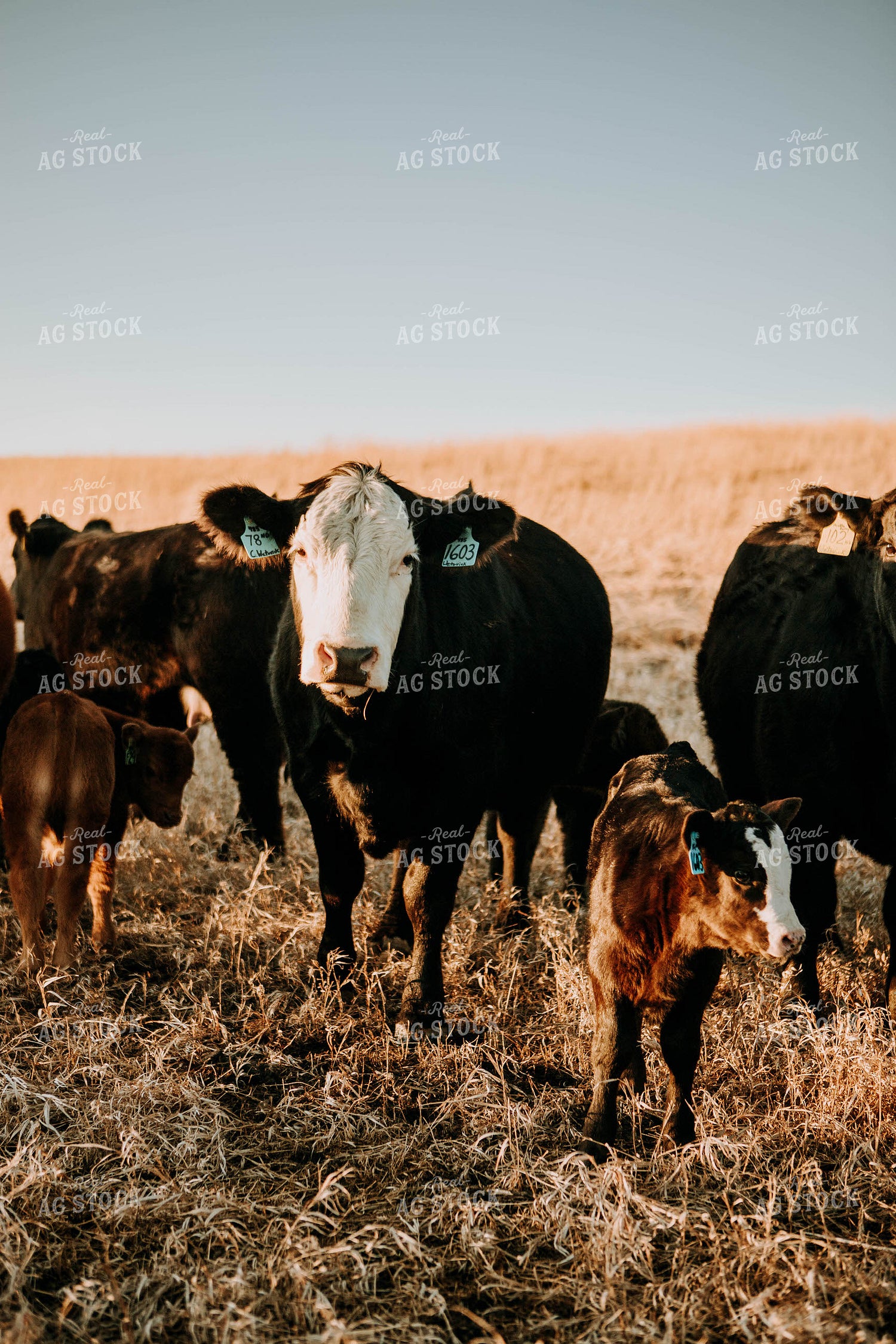 Cow-Calf in Pasture 77224