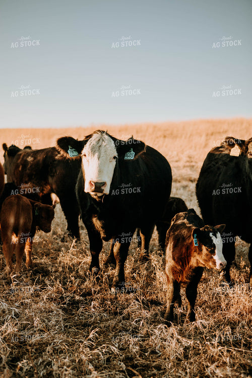 Cow-Calf in Pasture 77224