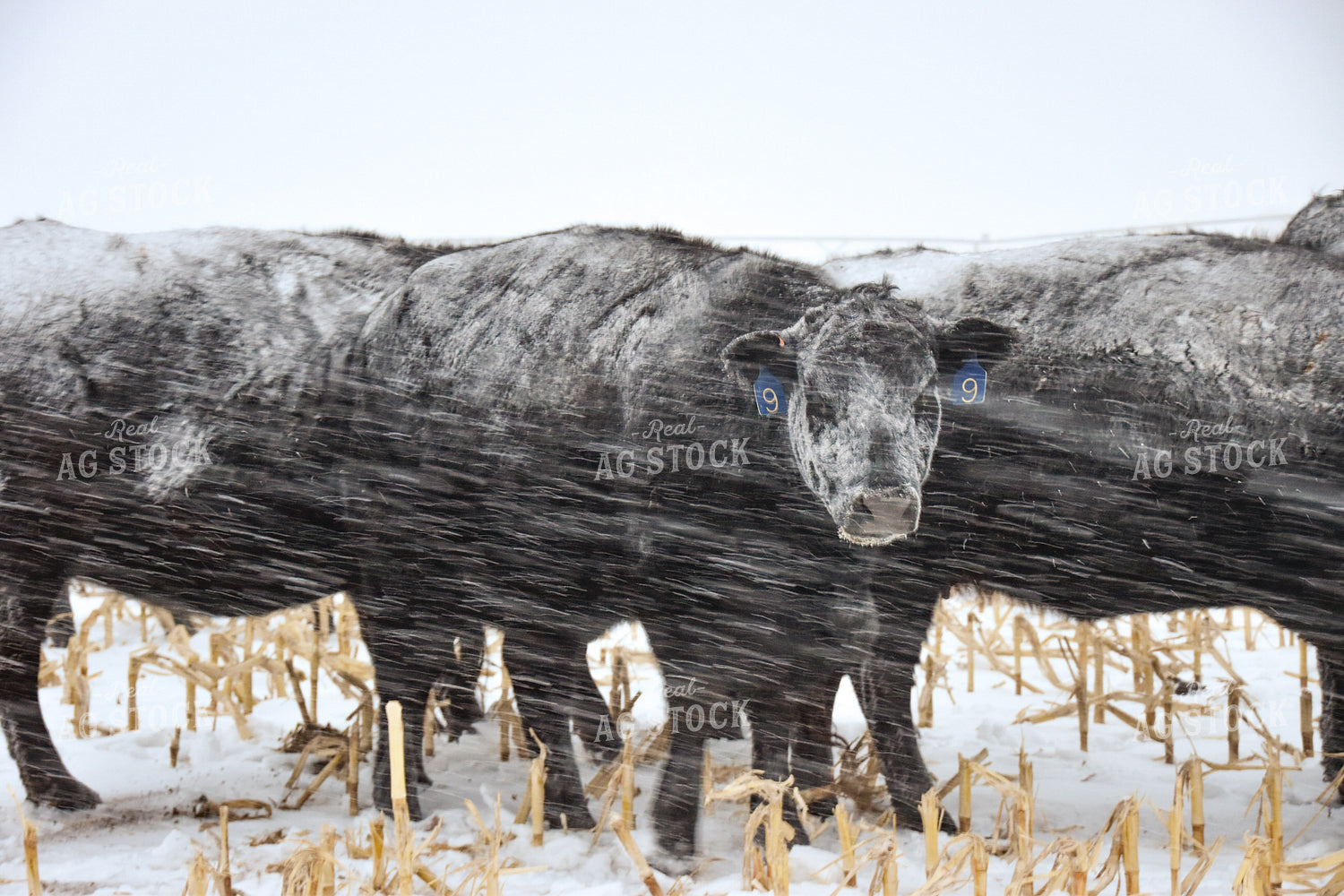Angus Cattle on Cornstalks in Snow 56261