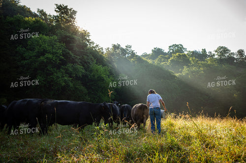 Cattle Producer Checking Herd on Pasture 268407