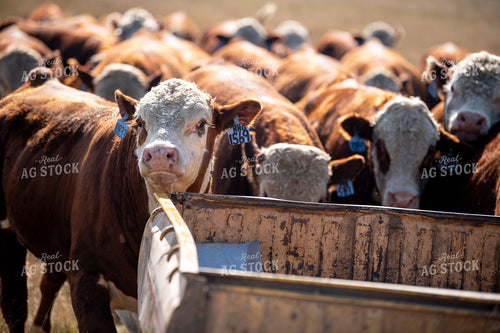 Hereford Cattle 212068