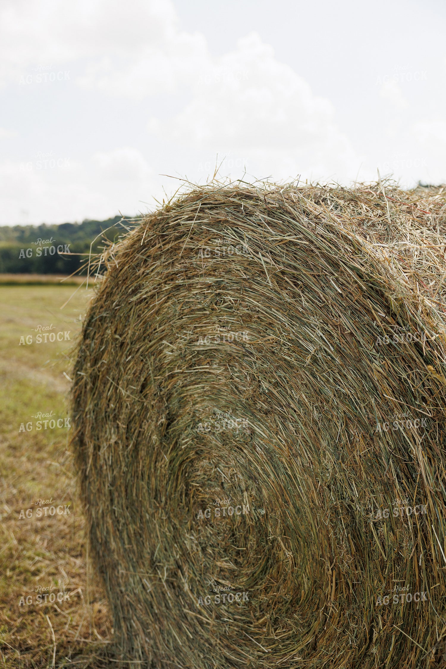 Round Hay Bale 295012
