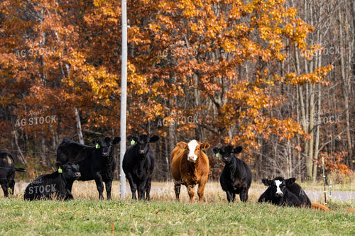 Cattle in Pasture 68123