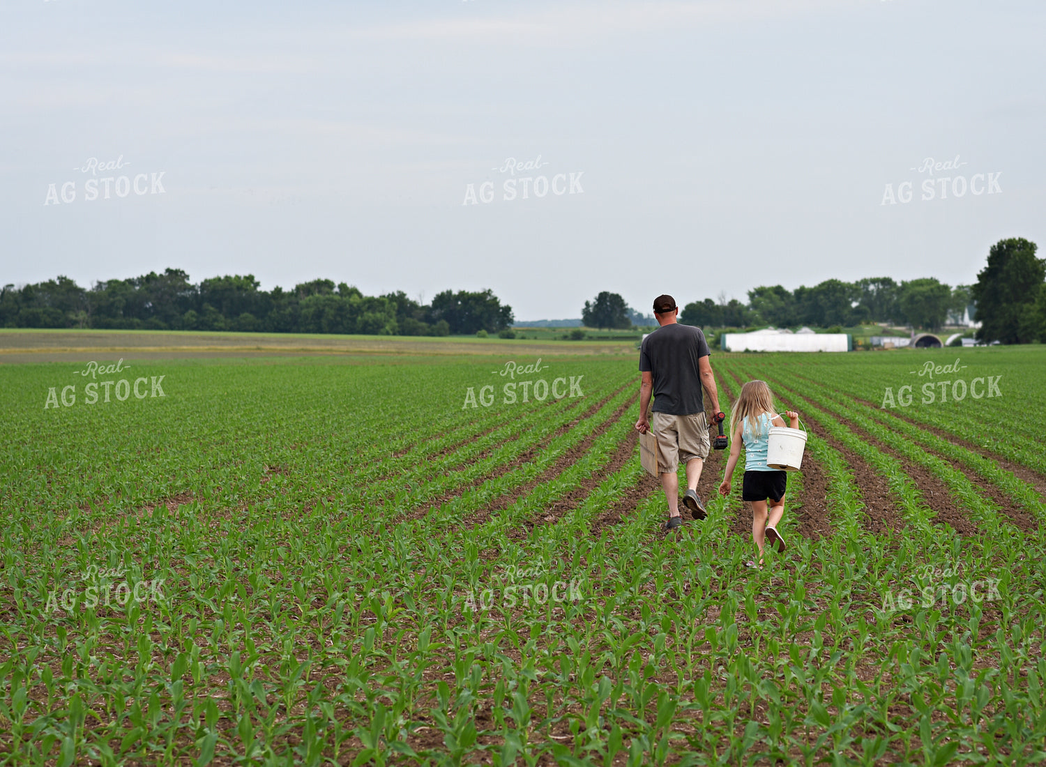 Farmer and Daughter Walking in Early Growth Corn 100051