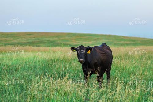 Black Angus Cattle in Pasture 123021