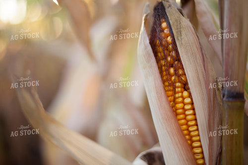 Corn - Dry 1360
