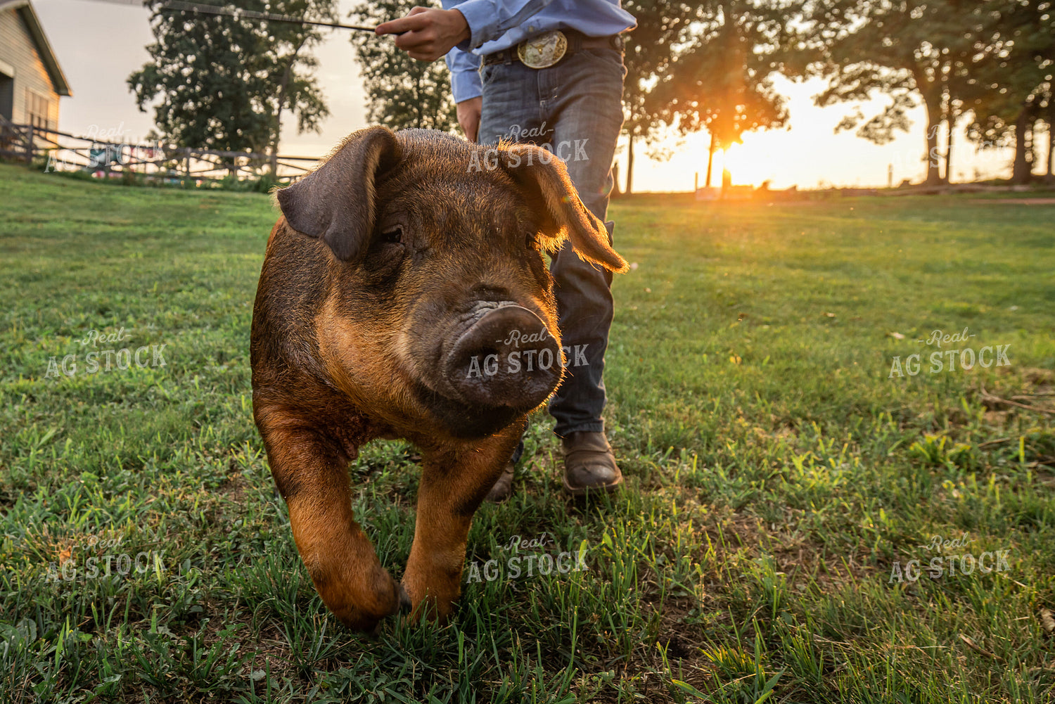 Farm Kid with Show Pig 270217
