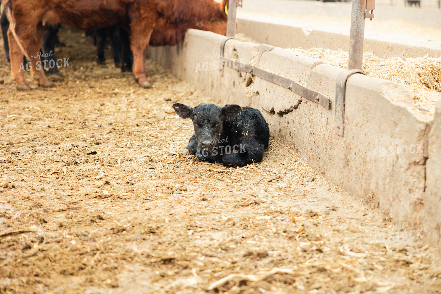 Newborn Calf 114074