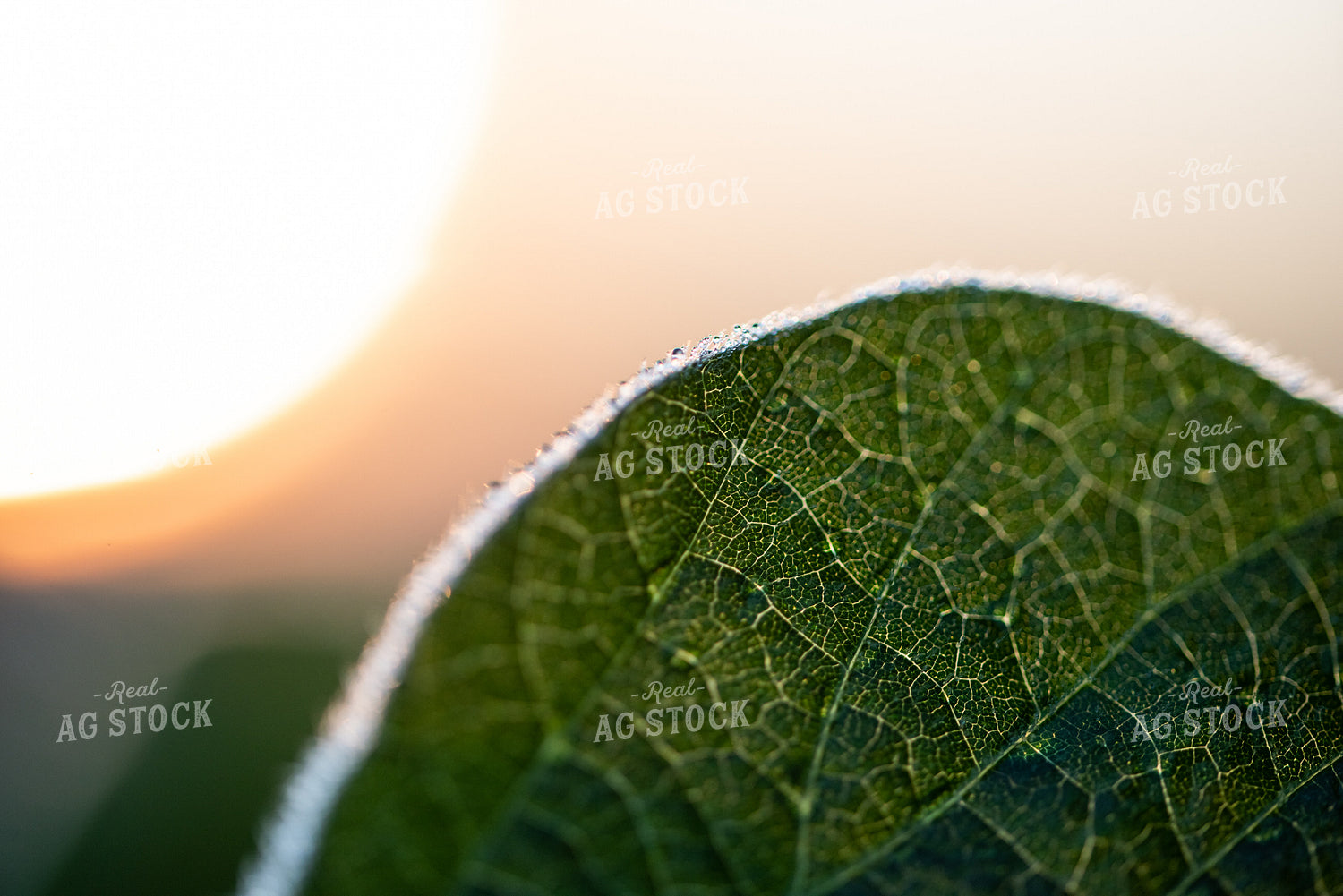 Up-Close Soybean Leaf 76221
