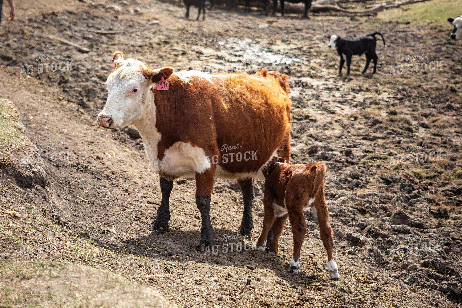 Cow Calf Pair 155389