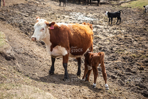 Cow Calf Pair 155389