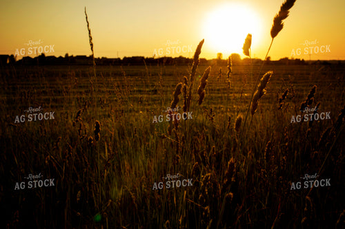 Cutting Hay 4963