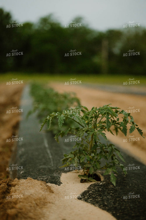 Tomatoes in Plasticulture 125246