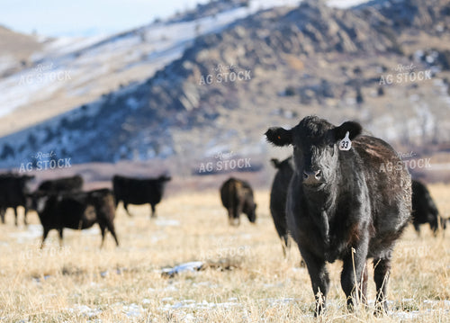 Black Angus Cattle on Pasture 275010