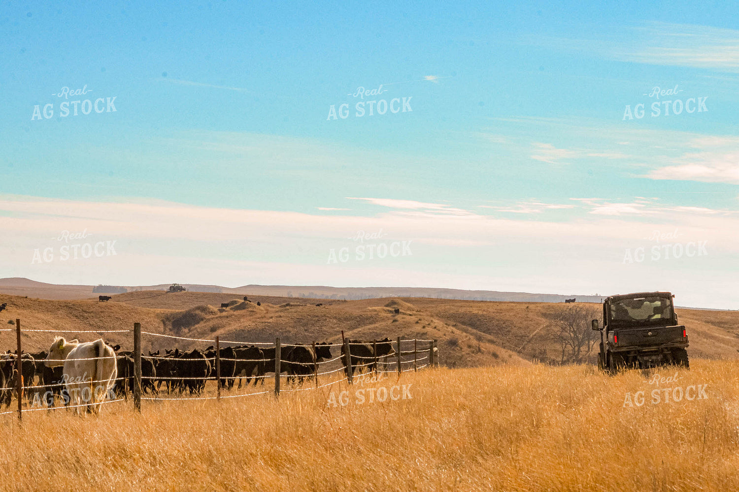 Checking Cattle 299113