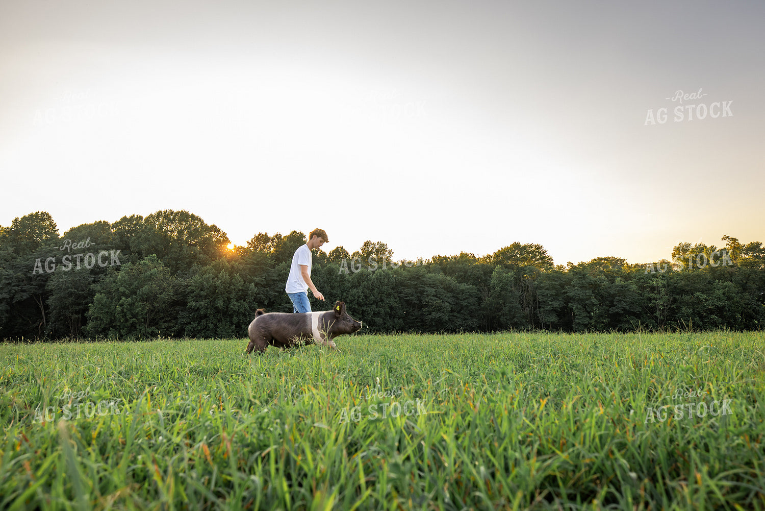 Farm Kid with Show Pig 270084
