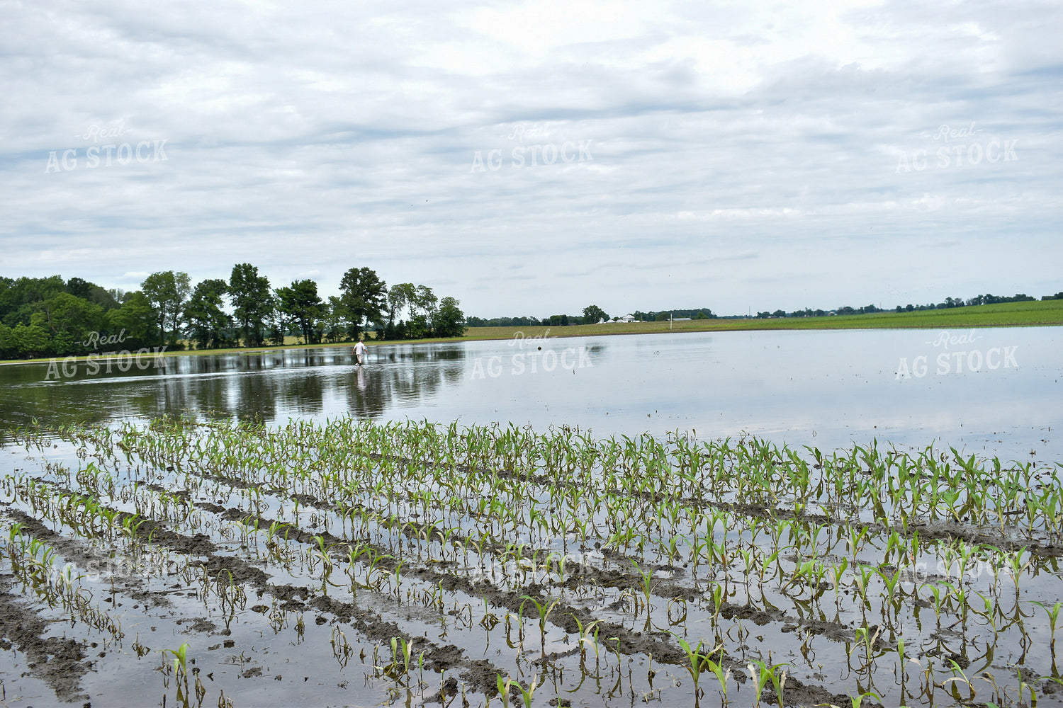 Flooded Corn Field 84007