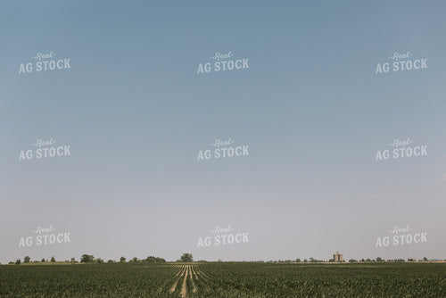 Corn Field 7846