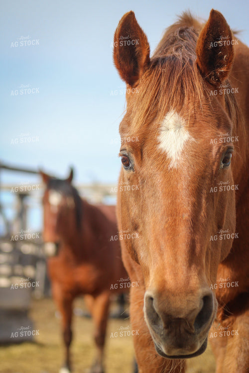 Horse Head 78075