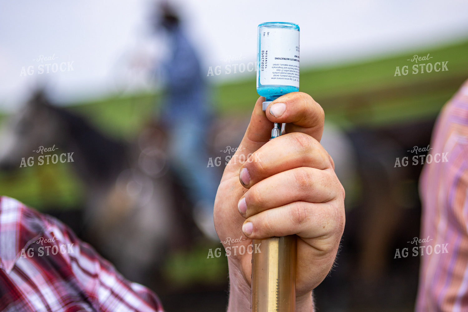 Ranchers Vaccinating Cattle 214209
