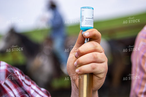 Ranchers Vaccinating Cattle 214209