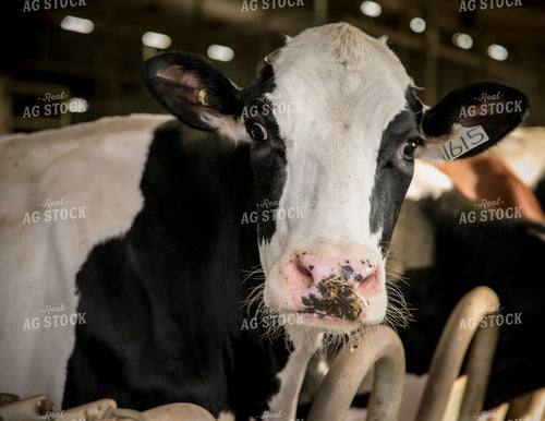 Holstein Cattle in Open Air Cattle Barn 135007