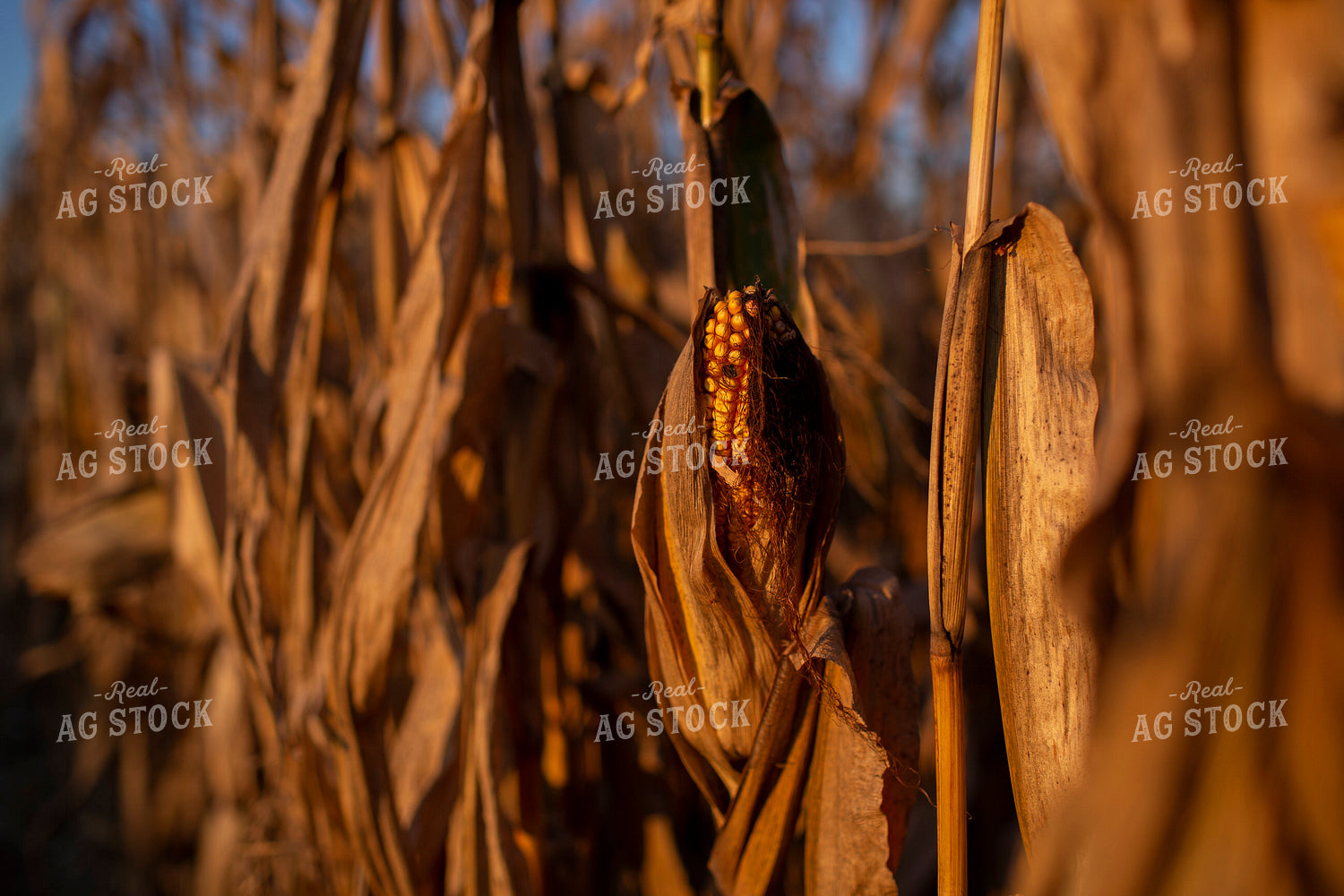 Harvest 2534