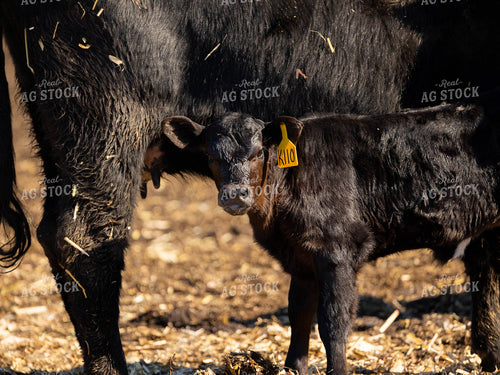 Angus Calf in Pasture 70179