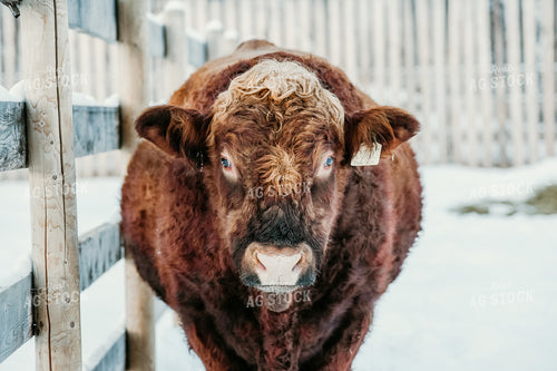 Hereford Cow in Snowy Pen 64081