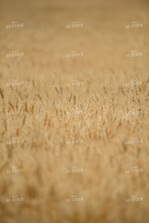 Dried Wheat Field 57017