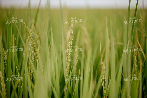 Flowering Rice 125171
