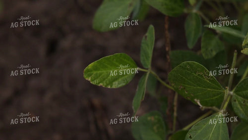 Soybean Video - From the Ground Up 4924