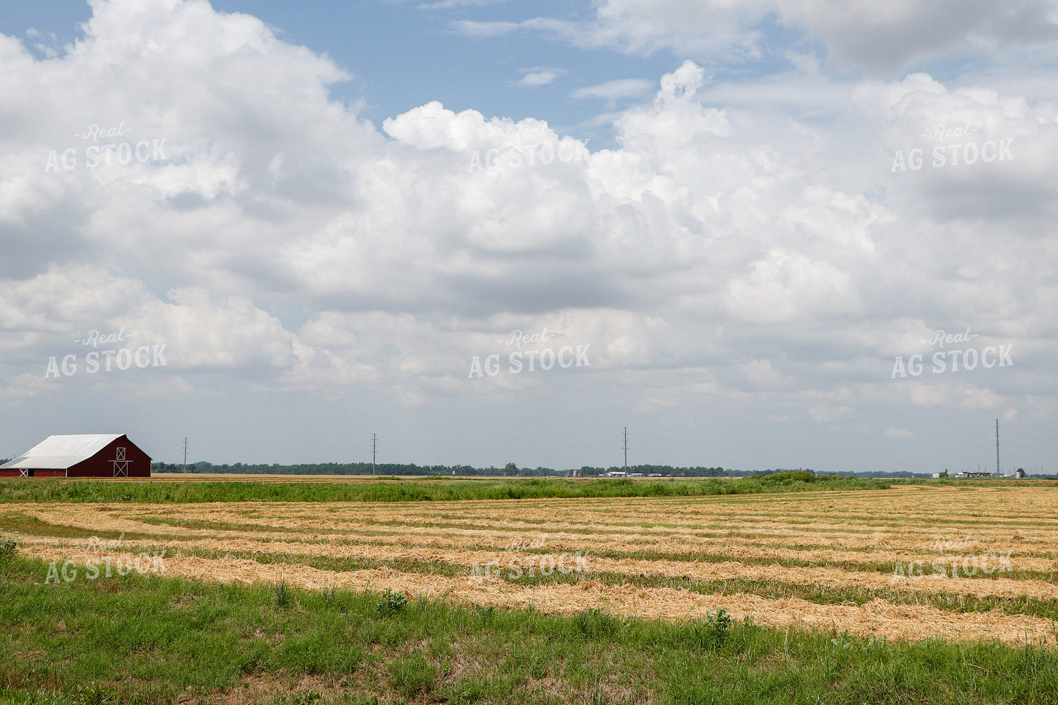 Windrowed Hay 60006
